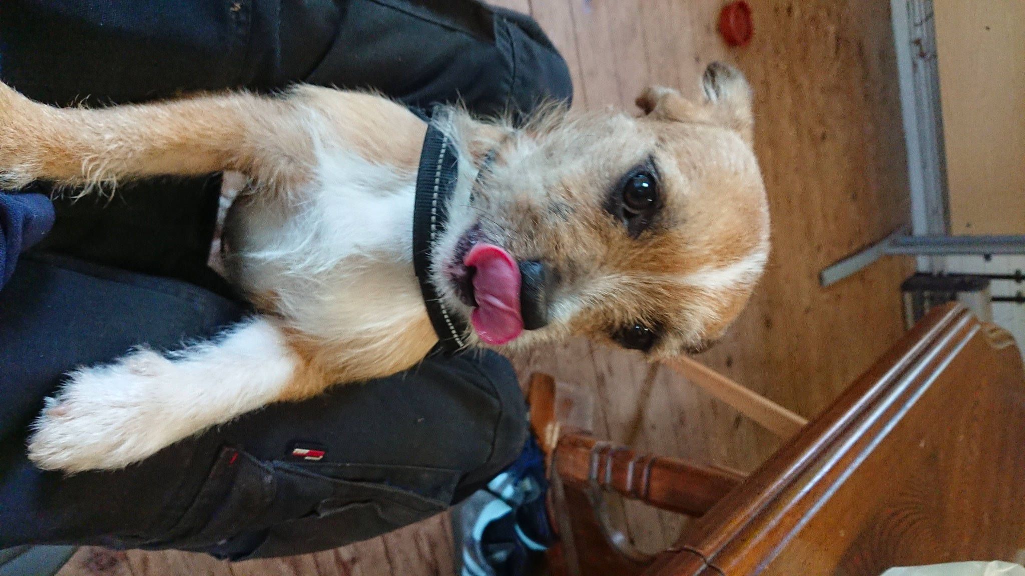 Dougie is registered to the contest to win money with this photo: canidae, carnivore, collar, companion_dog, dog, dog_breed, dog_supply, event, fawn, fur, hardwood, radio, small_terrier, snout, sporting_group, terrier, toy, whiskers, wood