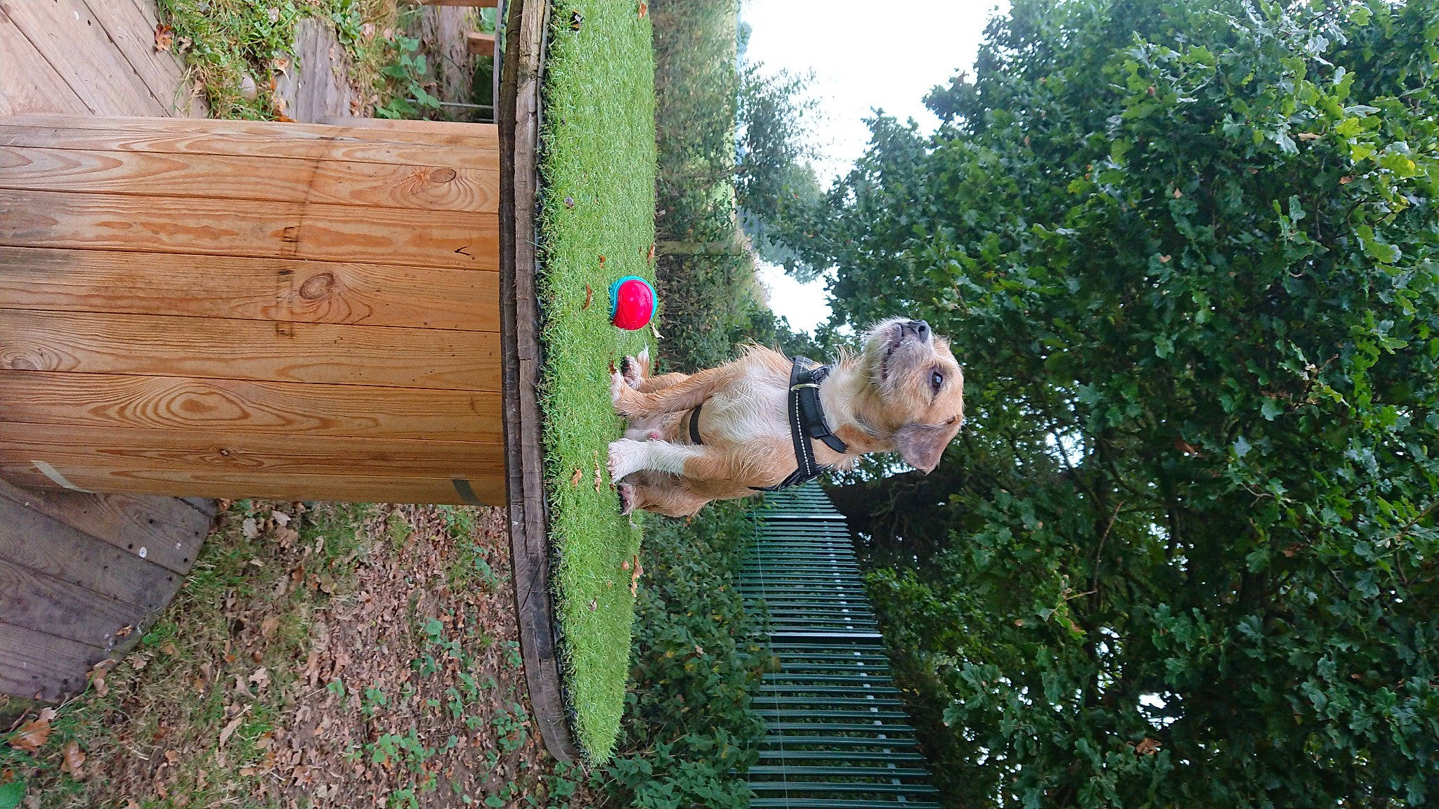 Dougie is registered to the contest to win money with this photo: backyard, fun, garden, grass, house, landscape, leisure, people_in_nature, plant, recreation, shorts, shrub, sky, soil, stairs, tree, wood, yard