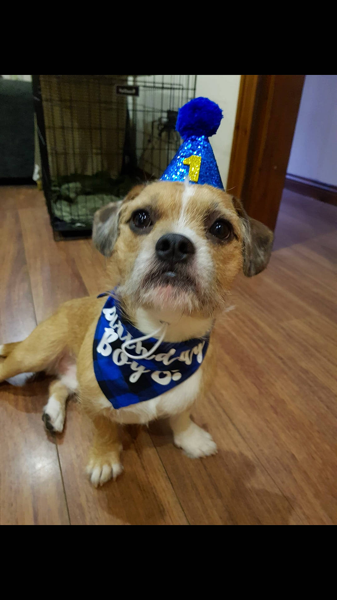 Dougie joined the competition — help win amazing prizes! carnivore, collar, companion_dog, dog, dog_breed, dog_clothes, dog_collar, dog_supply, fashion_accessory, fawn, flooring, fur, hardwood, leash, pet_supply, snout, toy_dog, whiskers, wood, working_animal