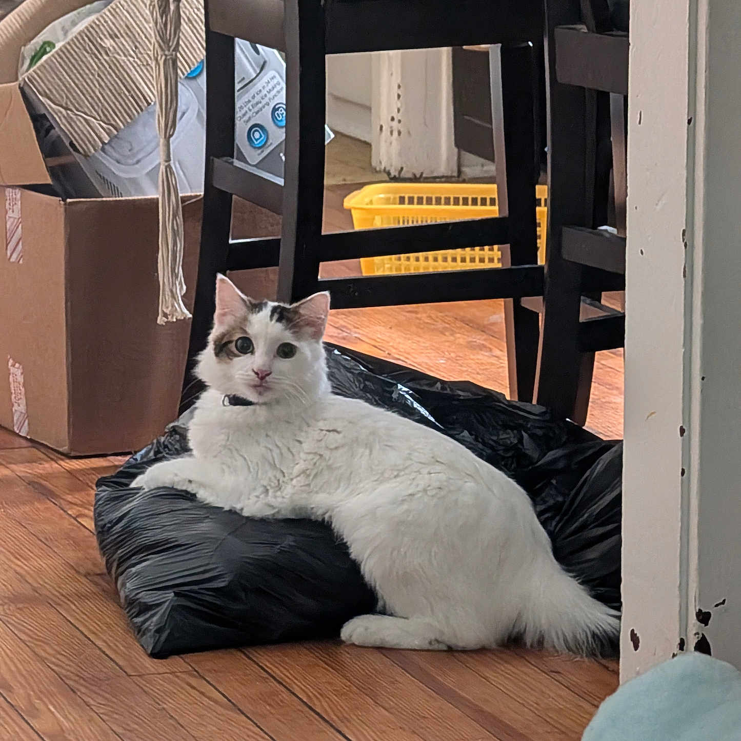 Asher joined the competition — help win amazing prizes! animal, architecture, box, building, canine, cat, chair, couch, dog, furniture, hardwood, indoors, interiordesign, kitten, livingroom, manx, pet, plywood, room, wood