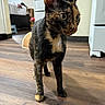 cat, tortoiseshell_cat, feline, pet, standing, indoors, wooden_floor, large_ears, whiskers, green_eyes, short_hair, animal_portrait, curious, alert, black_fur, orange_fur, white_chest, home, furniture, photography
