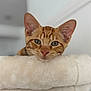 Astérix participe au concours pour gagner de l'argent avec cette photo : cat, orange_tabby, pet, animal, feline, resting, fluffy, indoor, cute, closeup, face, ears, whiskers, fur, relaxed, soft, perch, looking, domestic_cat, young