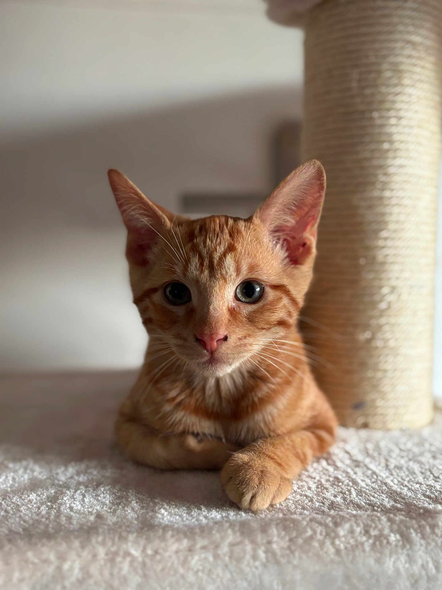 Astérix participe au concours pour gagner de l'argent avec cette photo : cat, kitten, ginger_cat, pet, animal, fur, whiskers, ears, paws, scratching_post, indoor, feline, cute, portrait, closeup, relaxed, soft_light, curious, young, domestic_cat