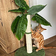 Astérix participe au concours pour gagner de l'argent avec cette photo : kitten, cat, orange_tabby, scratching_post, artificial_plant, green_leaves, wooden_cabinet, flooring, indoor, pet, fur, playful, curious, animal, domestic, young_cat, climbing, wall, collar, closeup