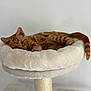 Astérix participe au concours pour gagner de l'argent avec cette photo : cat, tabby, orange_cat, pet, cat_bed, scratching_post, indoor, relaxed, feline, cute, animal, paw, tail, soft, cozy, resting, fur, whiskers, ears, sleepy