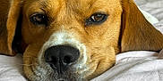 Titoune participe au concours pour gagner de l'argent avec cette photo : dog, beagle, resting, sleepy, close_up, pet, animal, brown_fur, white_fur, bed, blanket, indoor, cute, face, ears, nose, whiskers, fur_texture, relaxed, calm