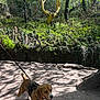dog, beagle, leash, forest, trees, sunlight, shadows, dirt_path, greenery, nature, outdoor, canine, pet, walking, daylight, tree_trunk, leaves, plants, happy, animal