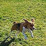 dog, beagle, running, jumping, grass, outdoor, sunny, pet, animal, playful, ears, collar, nature, daylight, active, mammal, canine, fun, garden, happy