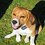 dog, beagle, pet, animal, grass, outdoor, sunlight, collar, happy, smiling, sitting, canine, friendly, tongue_out, ears, muzzle, fur, nature, daylight, companion