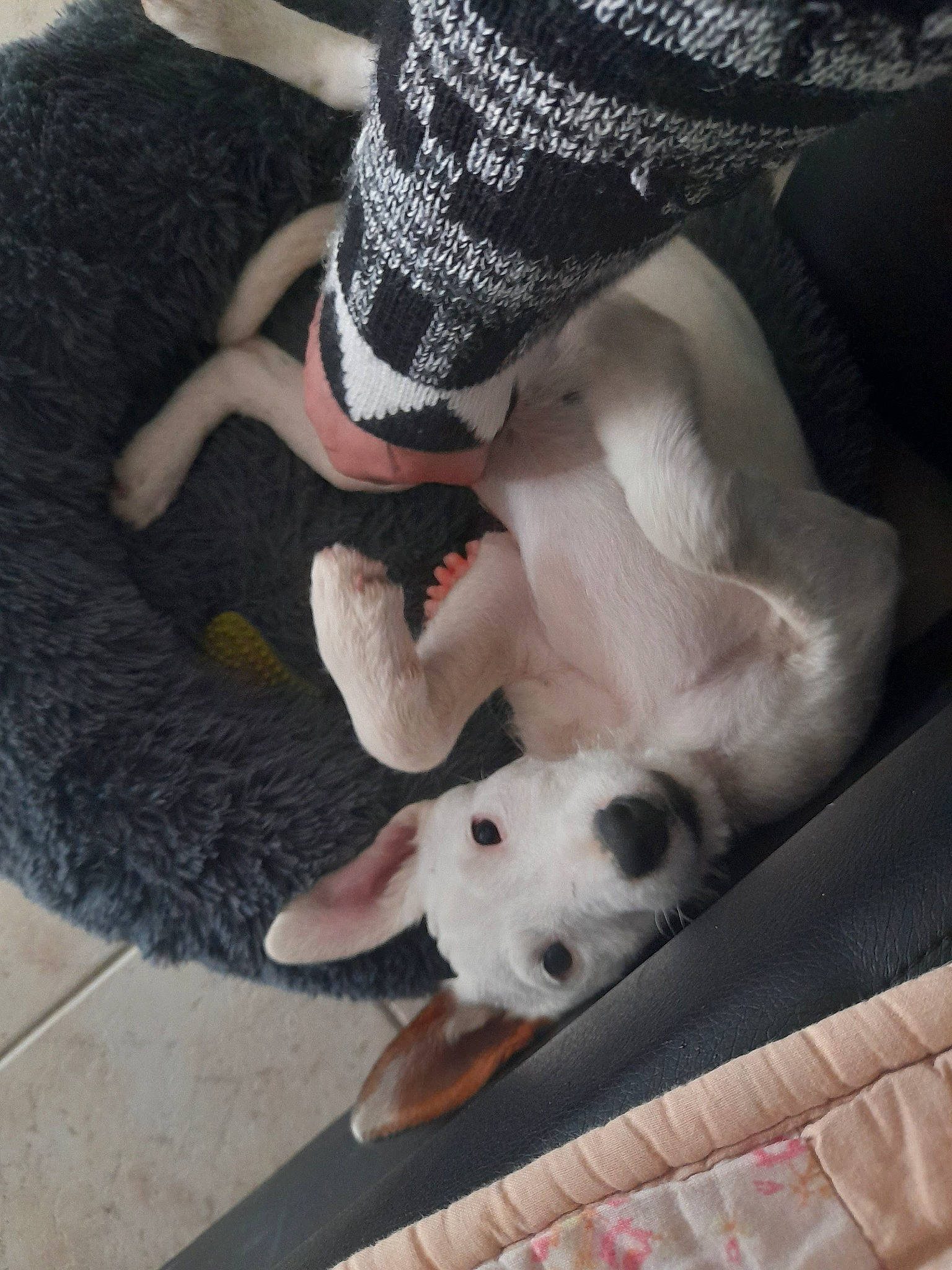 Switch a rejoint le concours — aidez-le/la à gagner de superbes lots ! canidae, carnivore, comfort, companion_dog, dog, dog_breed, dress, fawn, felidae, foot, fur, gesture, human_leg, knee, mammal, paw, sporting_group, tail, thigh, wrist