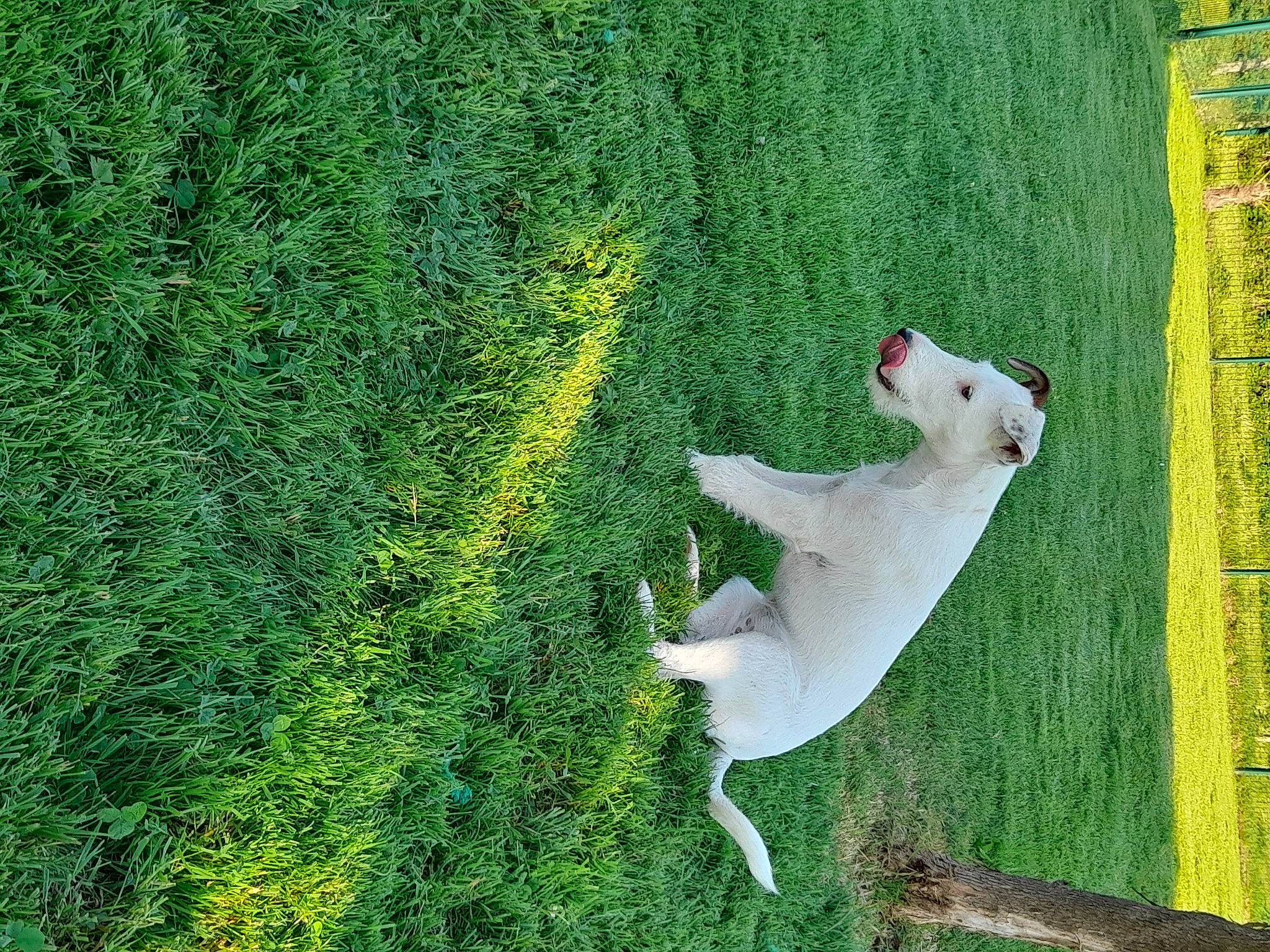 Switch a rejoint le concours — aidez-le/la à gagner de superbes lots ! art, beak, canidae, carnivore, companion_dog, dog, dog_breed, fawn, grass, grass_family, grassland, green, groundcover, lawn, pasture, plant, shrub, sporting_group, tail, wildlife