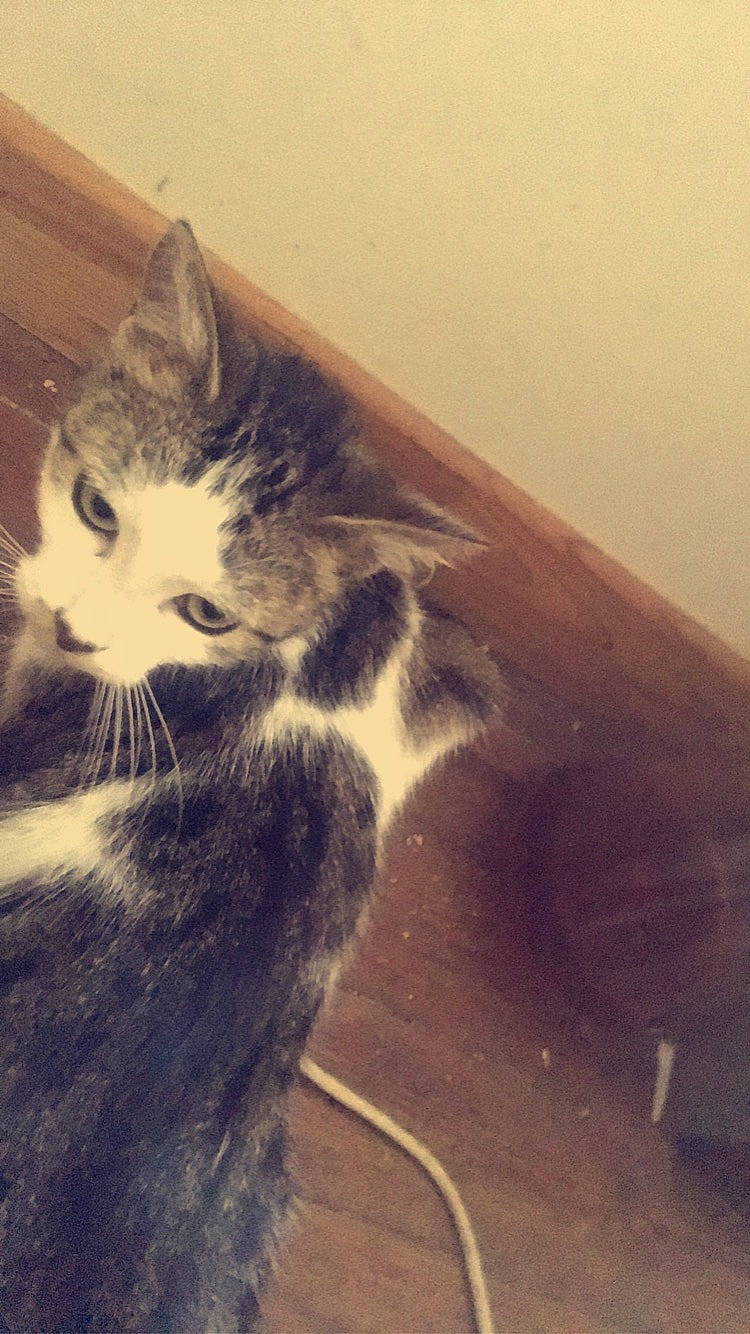 Clochette a rejoint le concours — aidez-le/la à gagner de superbes lots ! carnivore, cat, cloud, domestic_short_haired_cat, door, felidae, flooring, fur, hardwood, metal, meteorological_phenomenon, paw, sky, small_to_medium_sized_cats, snout, square, tail, whiskers, window, wood