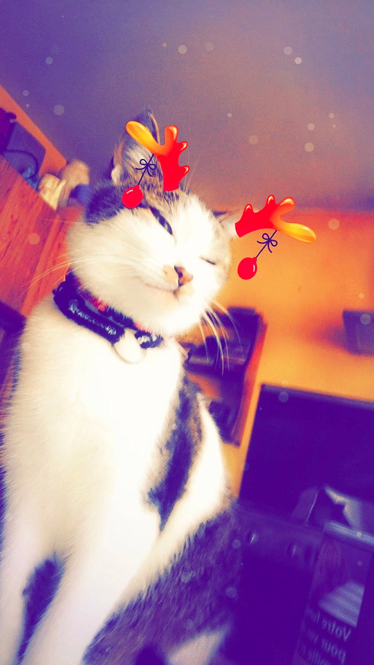 Clochette participe au concours pour gagner de l'argent avec cette photo : art, carnivore, cat, christmas, domestic_short_haired_cat, electric_blue, event, felidae, fur, happy, holiday, lap, orange, paw, petal, plant, room, small_to_medium_sized_cats, tail, whiskers