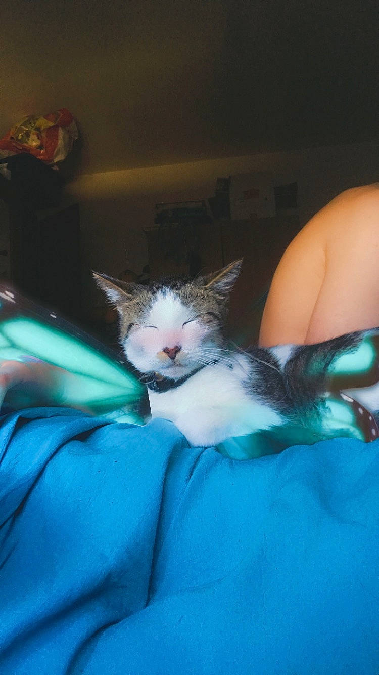 Clochette a rejoint le concours — aidez-le/la à gagner de superbes lots ! carnivore, cat, claw, comfort, domestic_short_haired_cat, electric_blue, eye, felidae, fur, gesture, human_leg, jaw, lap, linens, mammal, paw, small_to_medium_sized_cats, snout, tail, whiskers