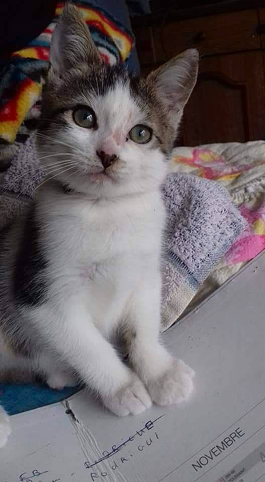 Minette a rejoint le concours — aidez-le/la à gagner de superbes lots ! aegean_cat, american_wirehair, asian, burmilla, carnivore, cat, domestic_short_haired_cat, european_shorthair, felidae, kitten, mammal, norwegian_forest_cat, ojos_azules, polydactyl_cat, small_to_medium_sized_cats, turkish_angora, turkish_van, vertebrate, whiskers