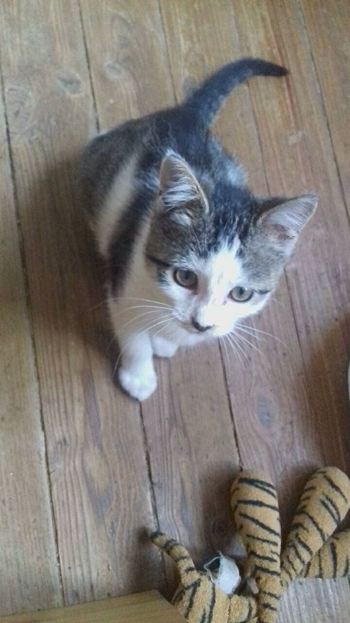 Minette a rejoint le concours — aidez-le/la à gagner de superbes lots ! aegean_cat, american_shorthair, american_wirehair, asian, carnivore, cat, domestic_short_haired_cat, european_shorthair, fawn, felidae, kitten, mammal, norwegian_forest_cat, ojos_azules, polydactyl_cat, small_to_medium_sized_cats, tabby_cat, tail, vertebrate, whiskers