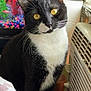 cat, tuxedo_cat, pet, indoor, animal, feline, whiskers, golden_eyes, black_and_white, window, air_conditioner, fish_tank, aquarium, colorful, curious, domestic_cat, close_up, portrait, household, cute
