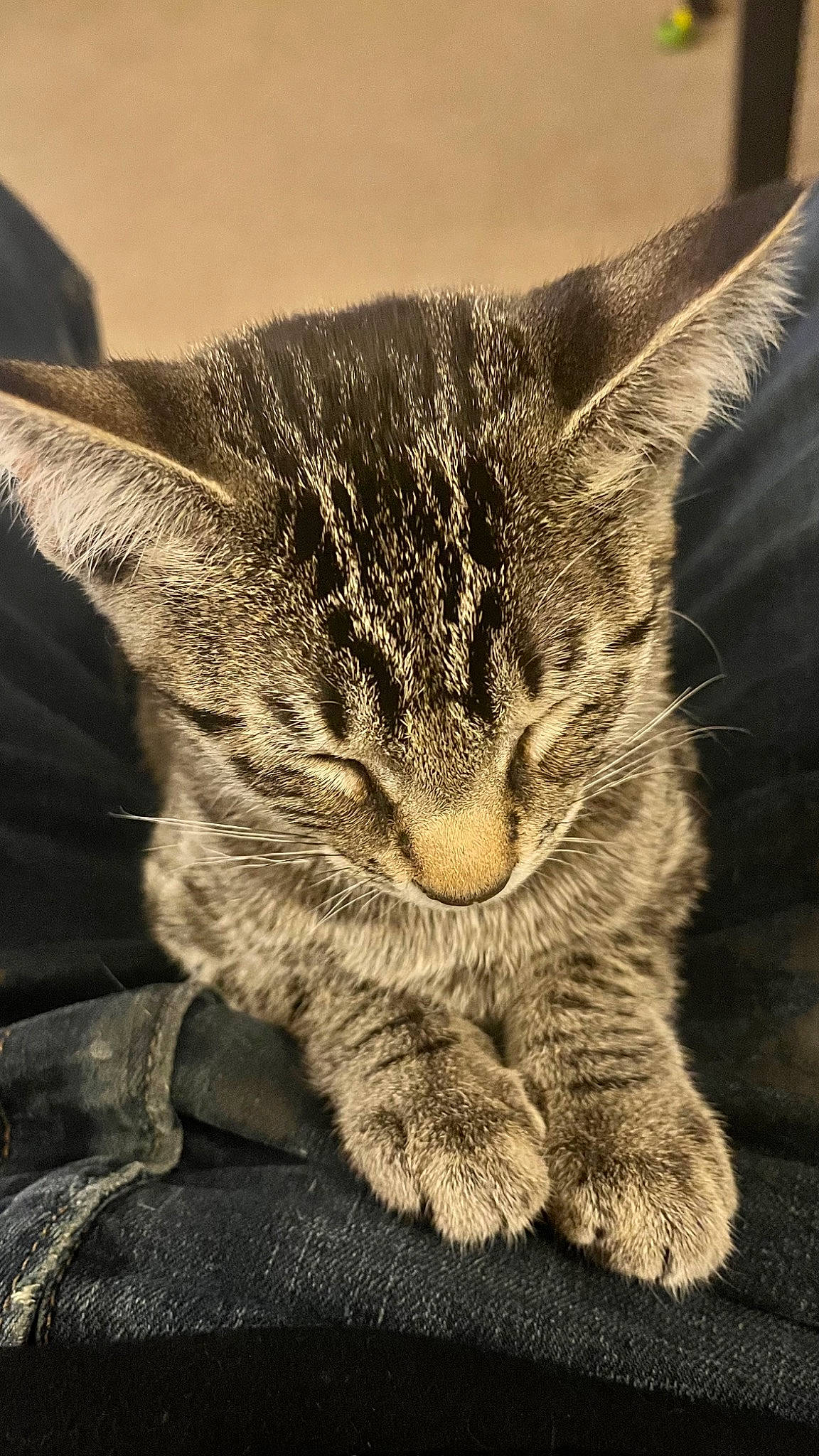 Pheonix joined the competition — help win amazing prizes! carnivore, cat, claw, cloud, comfort, domestic_short_haired_cat, ear, eye, felidae, fur, grass, monochrome, monochrome_photography, paw, sitting, sky, small_to_medium_sized_cats, snout, tail, whiskers