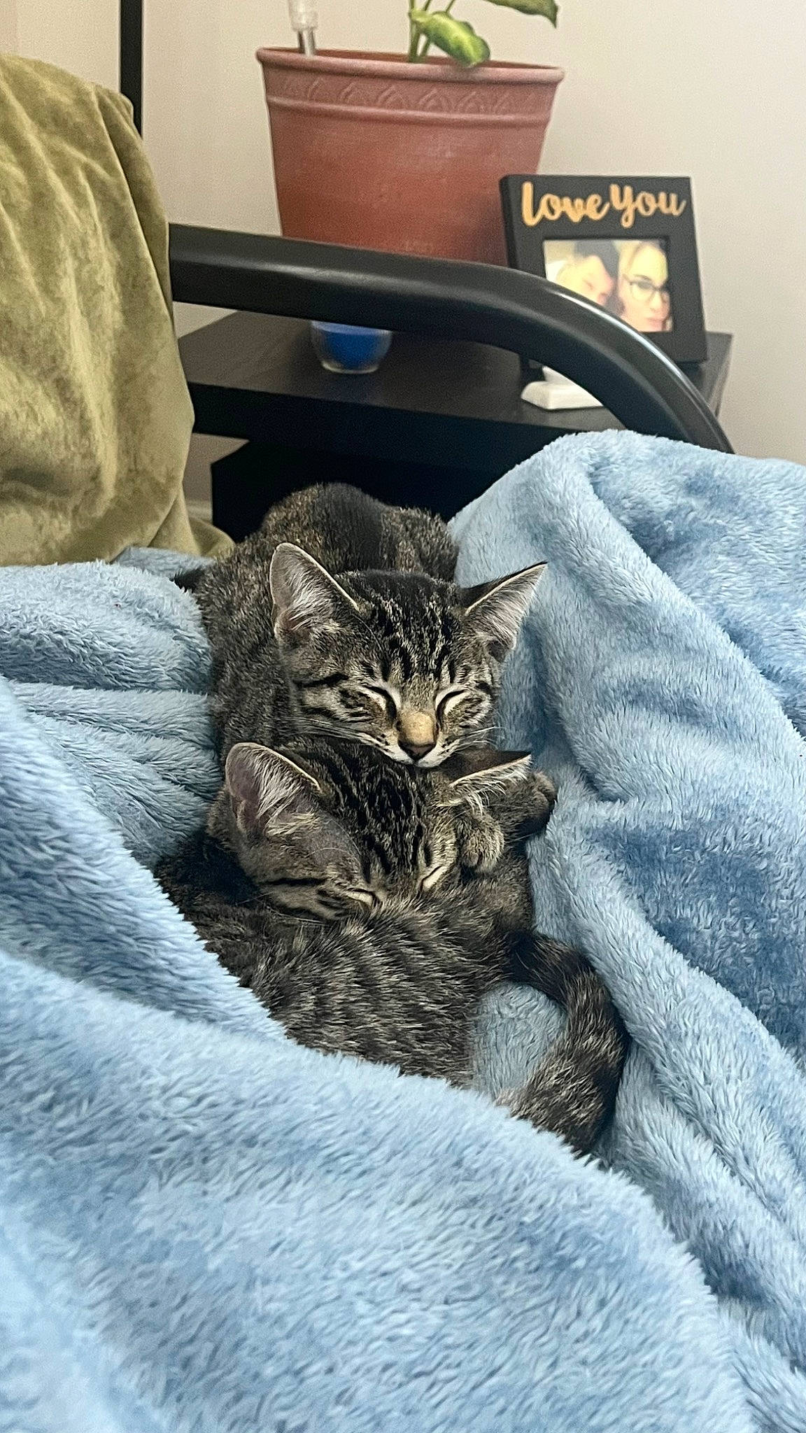 Pheonix joined the competition — help win amazing prizes! bag, bed, bed_sheet, bedding, box, carnivore, cat, comfort, domestic_short_haired_cat, felidae, fur, grey, linens, luggage_and_bags, nap, picture_frame, room, small_to_medium_sized_cats, terrestrial_animal, whiskers