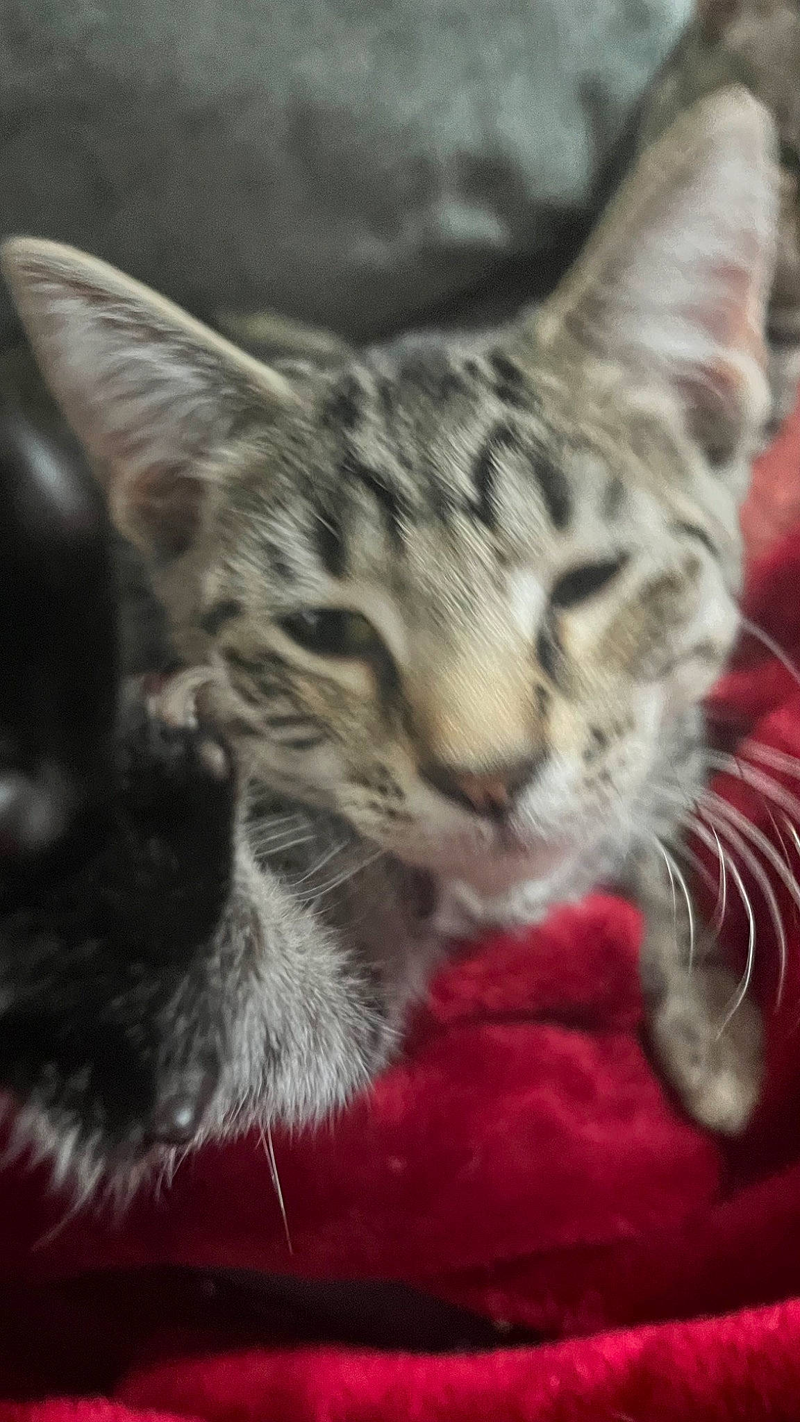 Pheonix joined the competition — help win amazing prizes! carnivore, cat, claw, close_up, comfort, domestic_short_haired_cat, felidae, fur, mammal, paw, small_to_medium_sized_cats, snout, terrestrial_animal, vertebrate, whiskers, wildlife, window