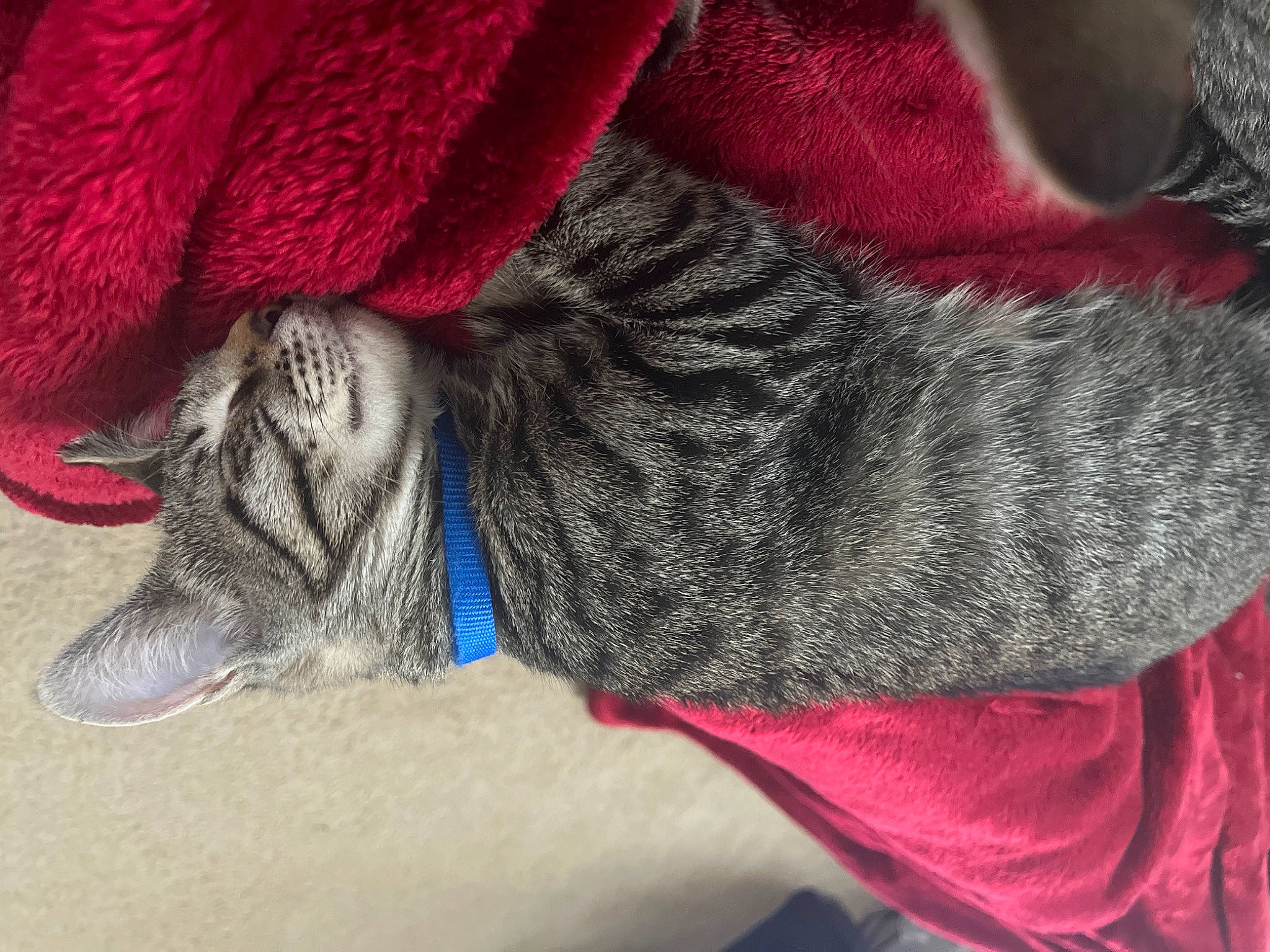 Pheonix is registered to the contest to win money with this photo: carmine, cat, comfort, electric_blue, fashion_accessory, felidae, foot, fur, grey, human_leg, magenta, pattern, paw, small_to_medium_sized_cats, tail, textile, thread, whiskers, wool, woolen