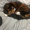Chess joined the competition — help win amazing prizes! animal, bed, black, calico, cat, comforter, cozy, cute, domestic, feline, fur, indoor, orange, paw, pet, resting, sleeping, tail, whiskers, white