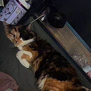 Chess joined the competition — help win amazing prizes! animal, black, calico, cat, closeup, container, cozy, fabric, fluffy, fur, household_items, indoor, lying_down, orange, pet, plastic_wrap, relaxed, resting, sleepy, white