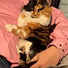 Chess is registered to the contest to win money with this photo: animal, bed, blanket, calico_cat, cat, clothing, comfort, cozy, cute, domestic_animal, feline, fluffy, fur, hand, indoor, person, pet, pink_shirt, relaxed, resting