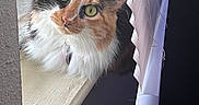 Chess is registered to the contest to win money with this photo: blinds, calico_cat, cat, close_up, curious, domestic_animal, feline, fluffy, fur, green_eyes, house, indoor, looking_up, natural_light, pet, quiet, resting, whiskers, window, windowsill
