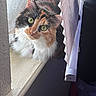 blinds, calico_cat, cat, close_up, curious, domestic_animal, feline, fluffy, fur, green_eyes, house, indoor, looking_up, natural_light, pet, quiet, resting, whiskers, window, windowsill