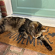 Shadey is registered to the contest to win money with this photo: cat, tabby, feline, sleeping, stretching, welcome_mat, door, brick_floor, outdoor, sunlight, pet, fur, paw, relaxation, home_entrance, animal, cozy, domestic, resting, cute