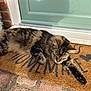 cat, tabby, feline, sleeping, stretching, welcome_mat, door, brick_floor, outdoor, sunlight, pet, fur, paw, relaxation, home_entrance, animal, cozy, domestic, resting, cute