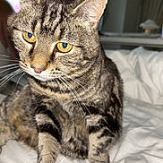 Wizzle joined the competition — help win amazing prizes! cat, tabby_cat, pet, animal, whiskers, fur, yellow_eyes, bed, white_bedspread, indoor, close_up, sitting, mammal, cute, domestic_cat, feline, portrait, soft_light, curious, house_pet