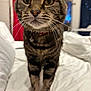 cat, tabby, pet, indoor, bed, white_bedspread, curious, whiskers, collar, feline, close_up, domestic_animal, striped, paws, fur, household, curtain, window, blurred_background, animal