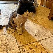 Pugly joined the competition — help win amazing prizes! cat, shaved_cat, pet, animal, indoor, floor, tile_floor, fur, black_and_white, pet_carrier, legs, wooden_door, home, cute, sitting, whiskers, face, paw, domestic_cat, feline