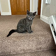 Bluey joined the competition — help win amazing prizes! kitten, cat, gray_cat, carpet, indoor, step, wooden_door, wallpaper, home_interior, pet, animal, cute, feline, sitting, young_cat, curious, furry, domestic_cat, floor, room