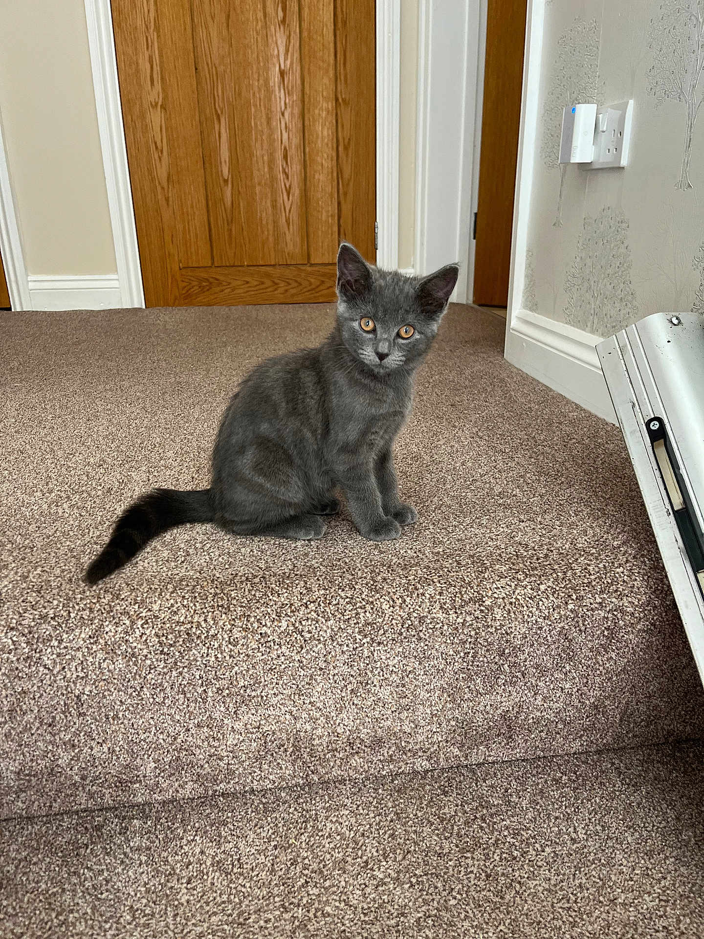 Bluey