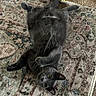 Daisy joined the competition — help win amazing prizes! cat, gray_cat, pet, animal, feline, lying_down, belly_up, paws, whiskers, yellow_eyes, indoors, rug, carpet, home, playful, relaxed, cute, board_game, floor, photography