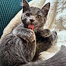 Daisy is registered to the contest to win money with this photo: cat, kitten, gray_fur, tongue, grooming, sleepy, close_up, portrait, pet, animal, whiskers, ears, paws, curled_up, blanket, couch, indoor, cozy, soft_texture, cute