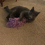 Daisy joined the competition — help win amazing prizes! cat, kitten, gray_cat, yarn, purple_yarn, carpet, indoor, home, pet, animal, feline, playful, lying_down, curious, ears, tail, fur, toy, floor, furniture