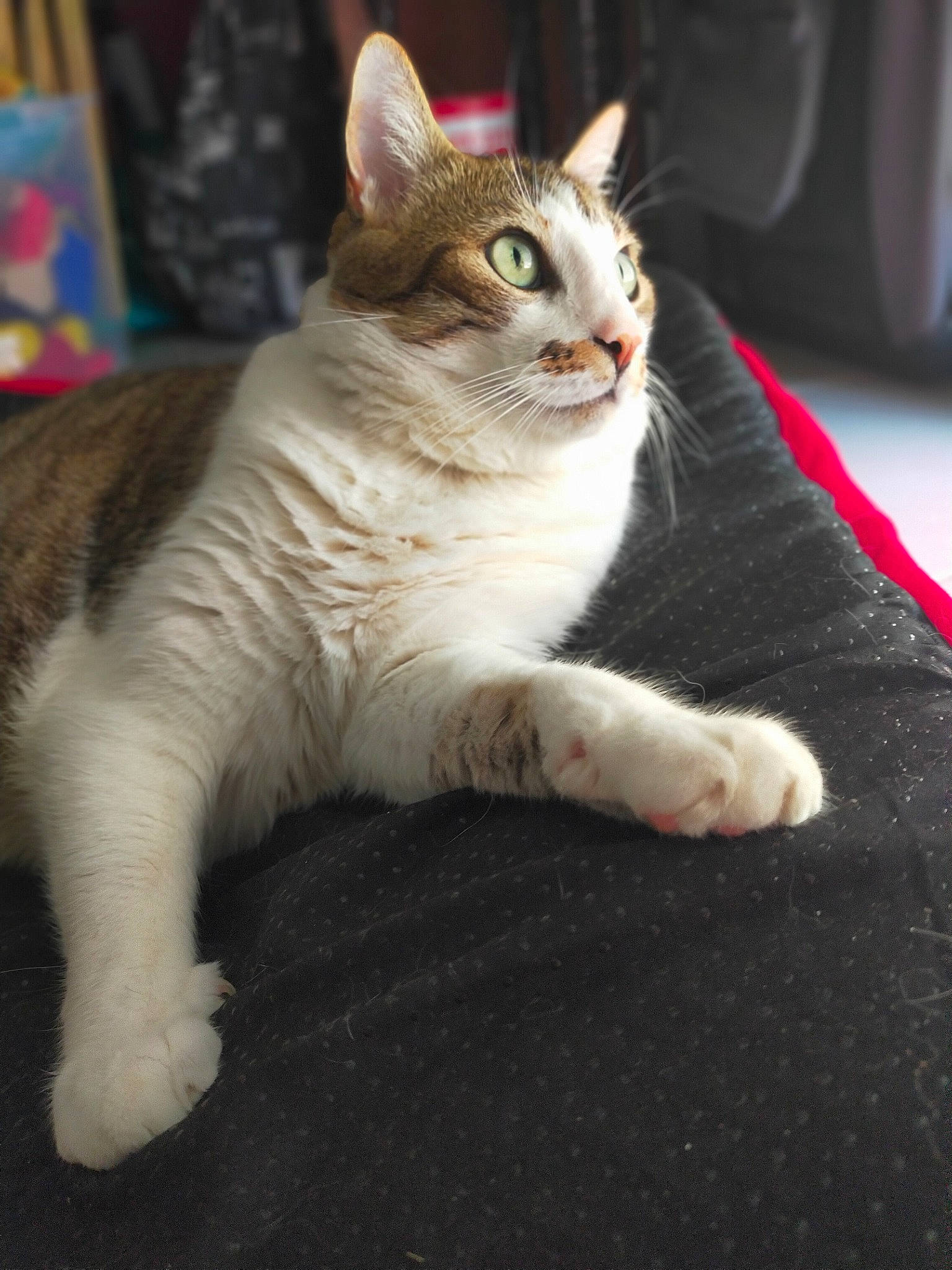 Loustick participe au concours pour gagner de l'argent avec cette photo : carnivore, cat, claw, comfort, domestic_short_haired_cat, eye, felidae, foot, fur, leg, paw, sitting, small_to_medium_sized_cats, snout, tail, whiskers