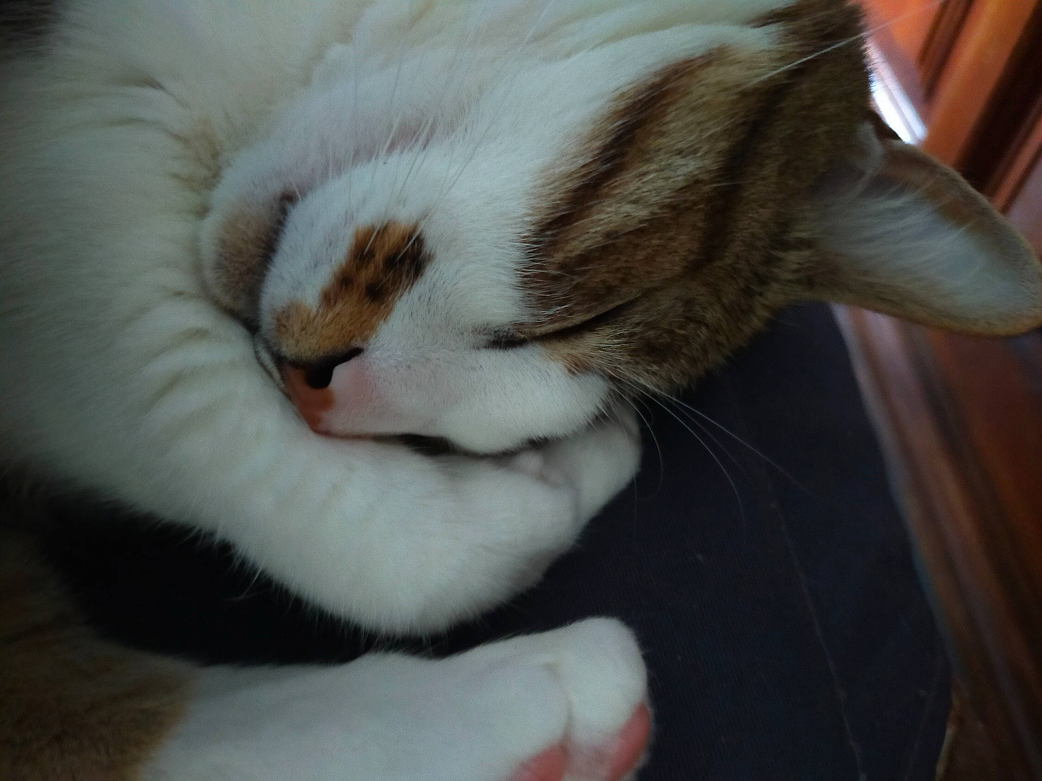 Loustick participe au concours pour gagner de l'argent avec cette photo : carnivore, cat, claw, comfort, domestic_short_haired_cat, fawn, felidae, fur, hardwood, nap, paw, sleep, small_to_medium_sized_cats, tail, terrestrial_animal, varnish, whiskers, wood