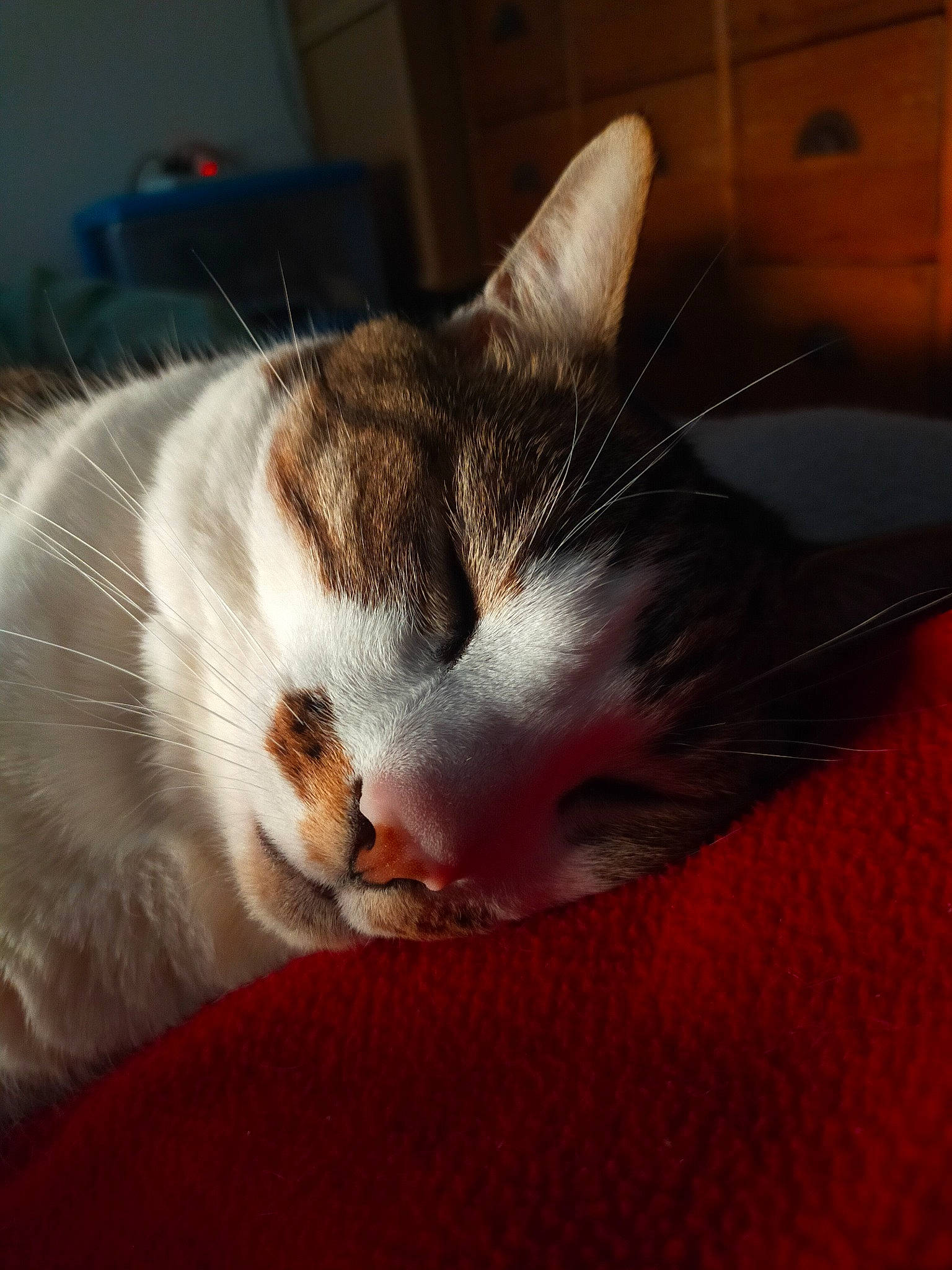 Loustick a rejoint le concours — aidez-le/la à gagner de superbes lots ! carmine, carnivore, cat, claw, comfort, domestic_short_haired_cat, ear, felidae, flooring, fur, hardwood, nap, paw, sleep, small_to_medium_sized_cats, snout, tail, whiskers, wood