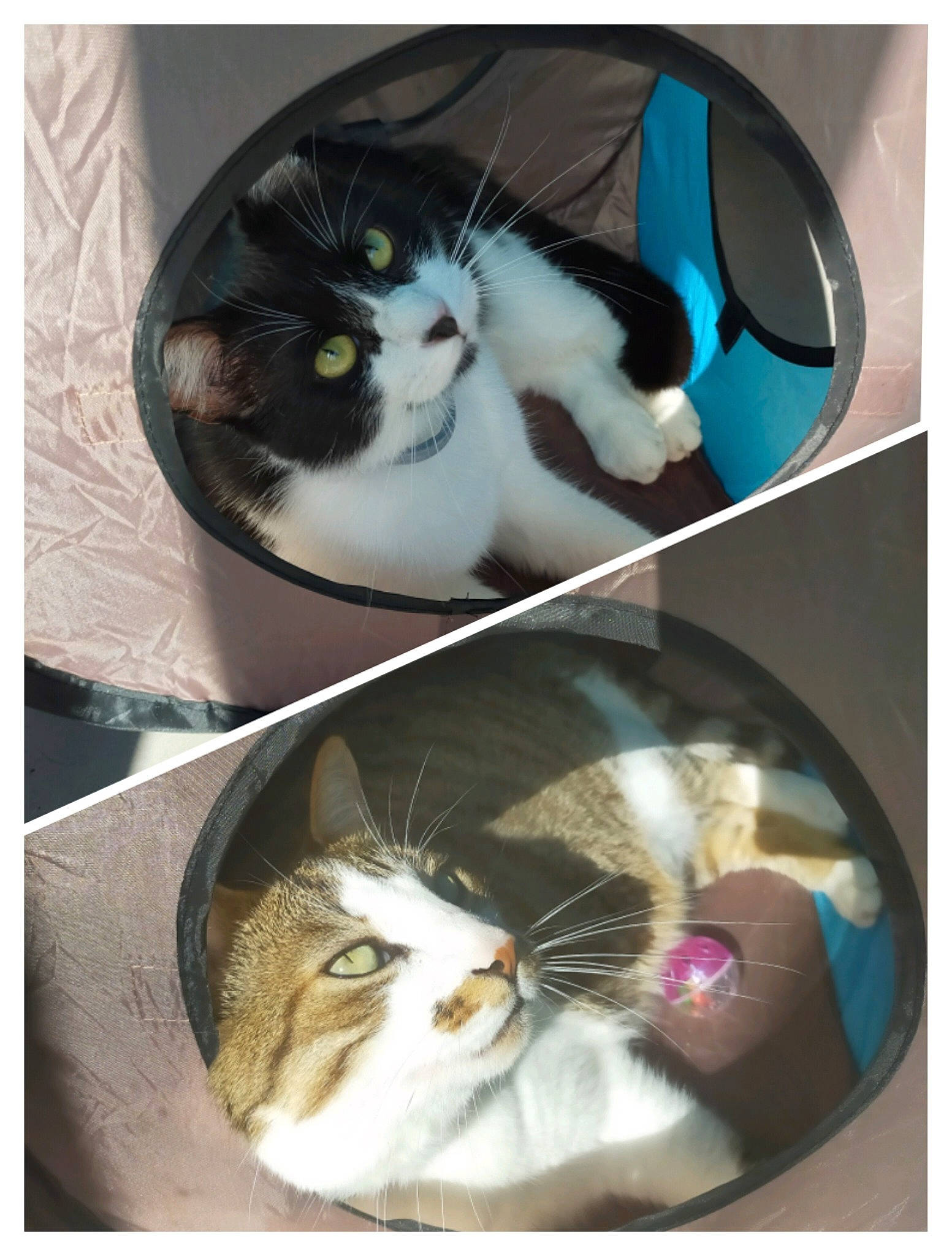 Loustick a rejoint le concours — aidez-le/la à gagner de superbes lots ! art, box, carnivore, cat, cat_supply, comfort, domestic_short_haired_cat, electric_blue, felidae, fur, paw, pet_supply, photo_caption, rectangle, small_to_medium_sized_cats, tail, whiskers, white