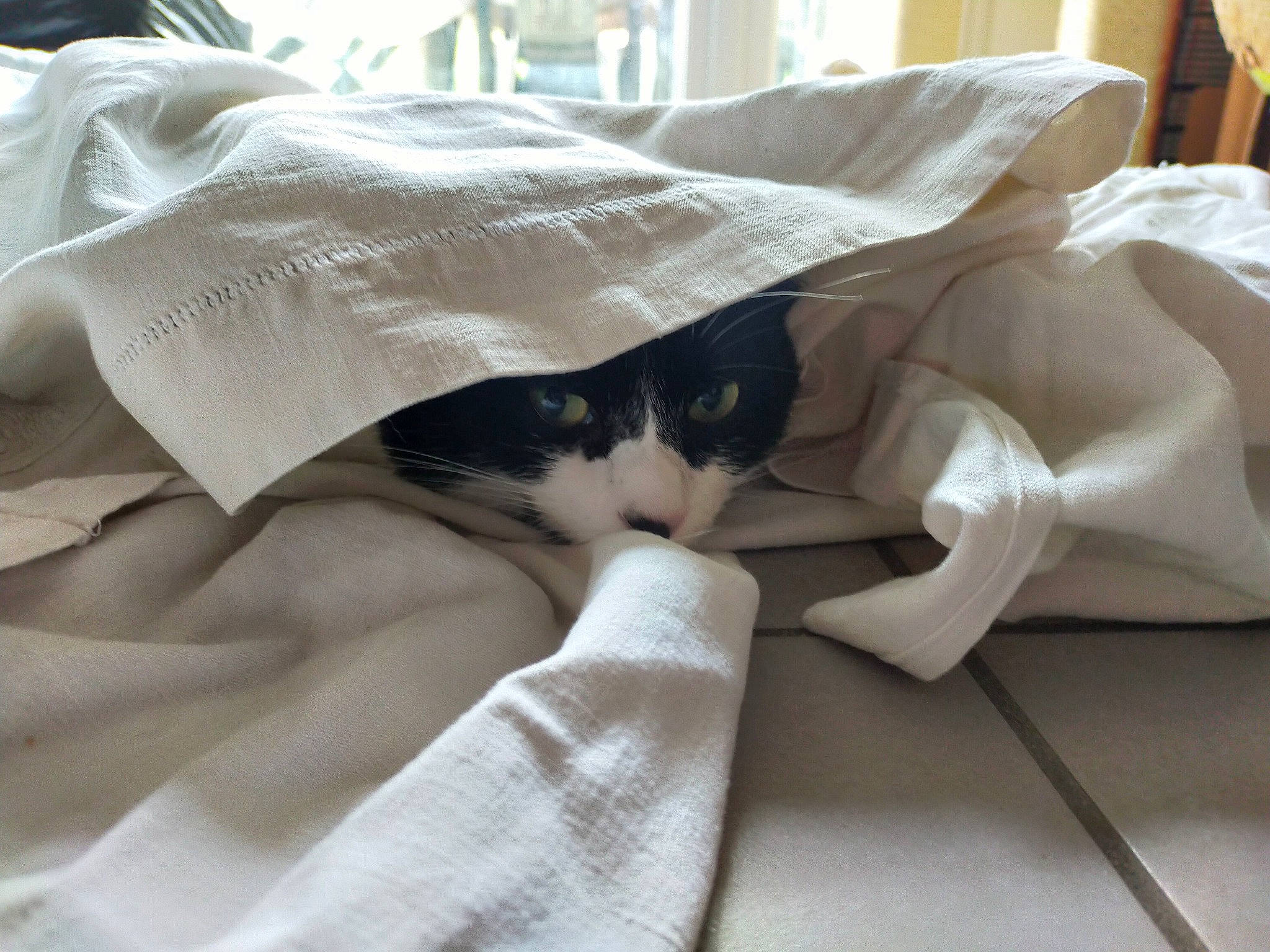 Flash participe au concours pour gagner de l'argent avec cette photo : bed_sheet, bedding, box, cardboard, carnivore, cat, comfort, domestic_short_haired_cat, felidae, fur, human_leg, linens, nap, packaging_and_labeling, paper_product, sleep, small_to_medium_sized_cats, snout, tail, whiskers