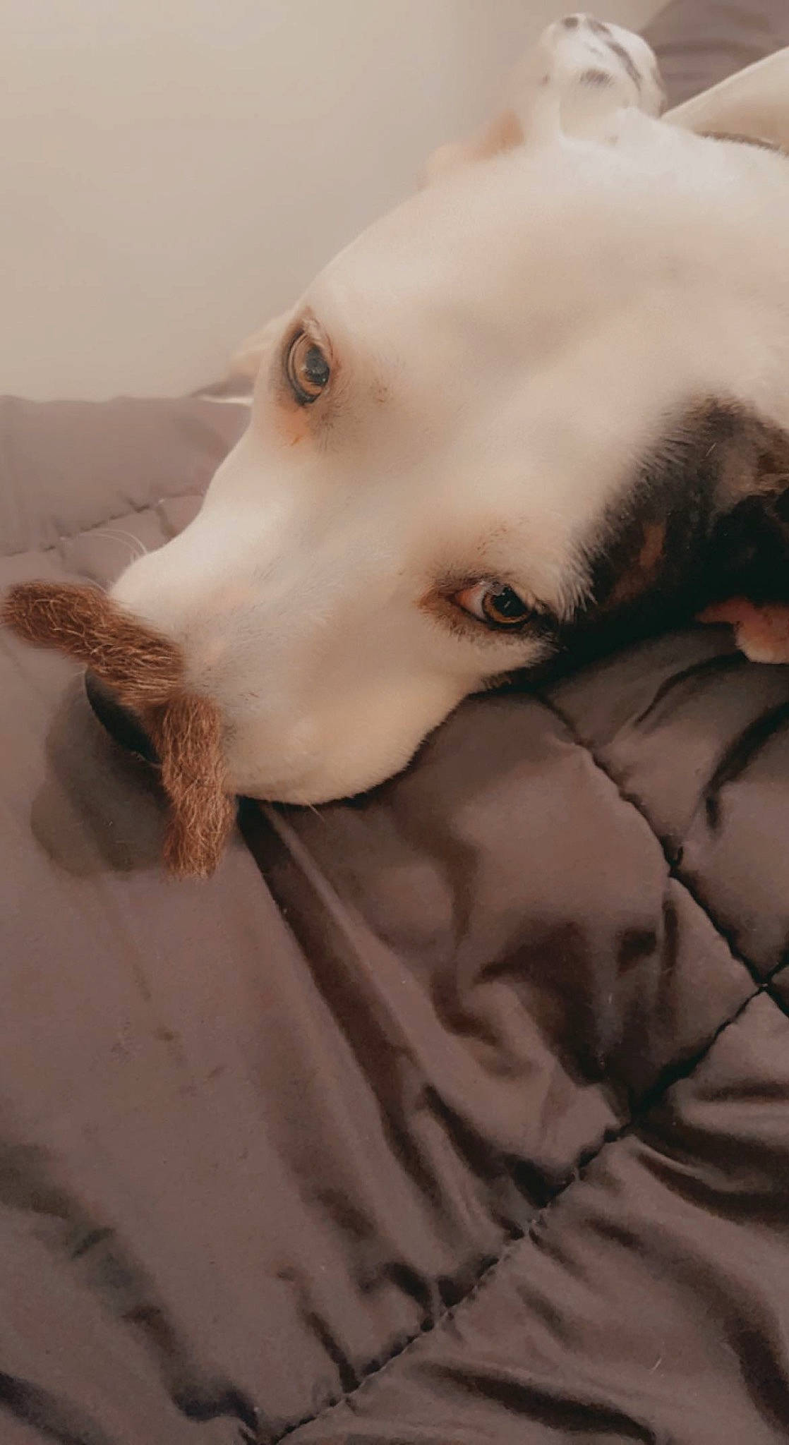 Kahlua joined the competition — help win amazing prizes! art, canidae, carnivore, chest, companion_dog, dog, dog_breed, ear, eye, eyelash, fawn, felidae, fur, jaw, small_to_medium_sized_cats, snout, sporting_group, whiskers, wood, working_animal