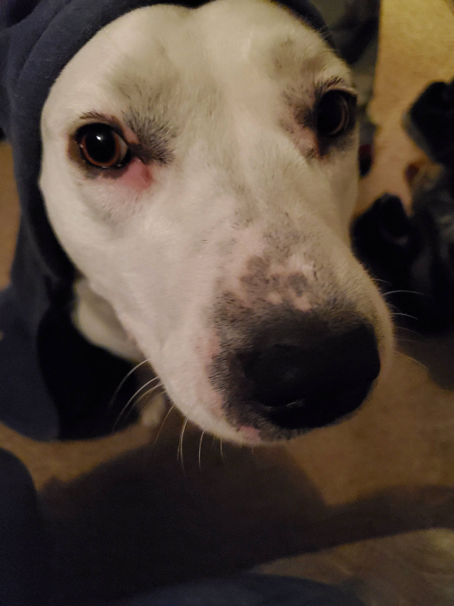 Kahlua is registered to the contest to win money with this photo: canidae, carnivore, collar, companion_dog, dog, dog_breed, dog_collar, ear, fur, metal, monochrome, monochrome_photography, no_expression, non_sporting_group, pet_supply, selfie, snout, terrestrial_animal, whiskers, working_animal