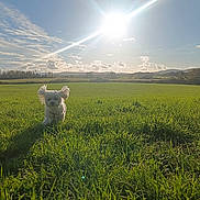 Ilona Drop participe au concours pour gagner de l'argent avec cette photo : animal, canine, countryside, dog, farm, field, flare, grass, grassland, lawn, light, meadow, nature, outdoors, pasture, pet, plant, rural, sky, sunlight