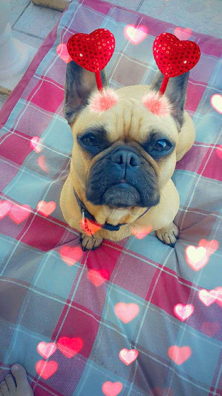 Neya Et Gipsy participe au concours pour gagner de l'argent avec cette photo : ancient_dog_breeds, british_bulldogs, bulldog, canidae, carnivore, companion_dog, dog, dog_breed, fawn, french_bulldog, mammal, non_sporting_group, pug, puppy, skin, snout, toy_bulldog, toy_dog