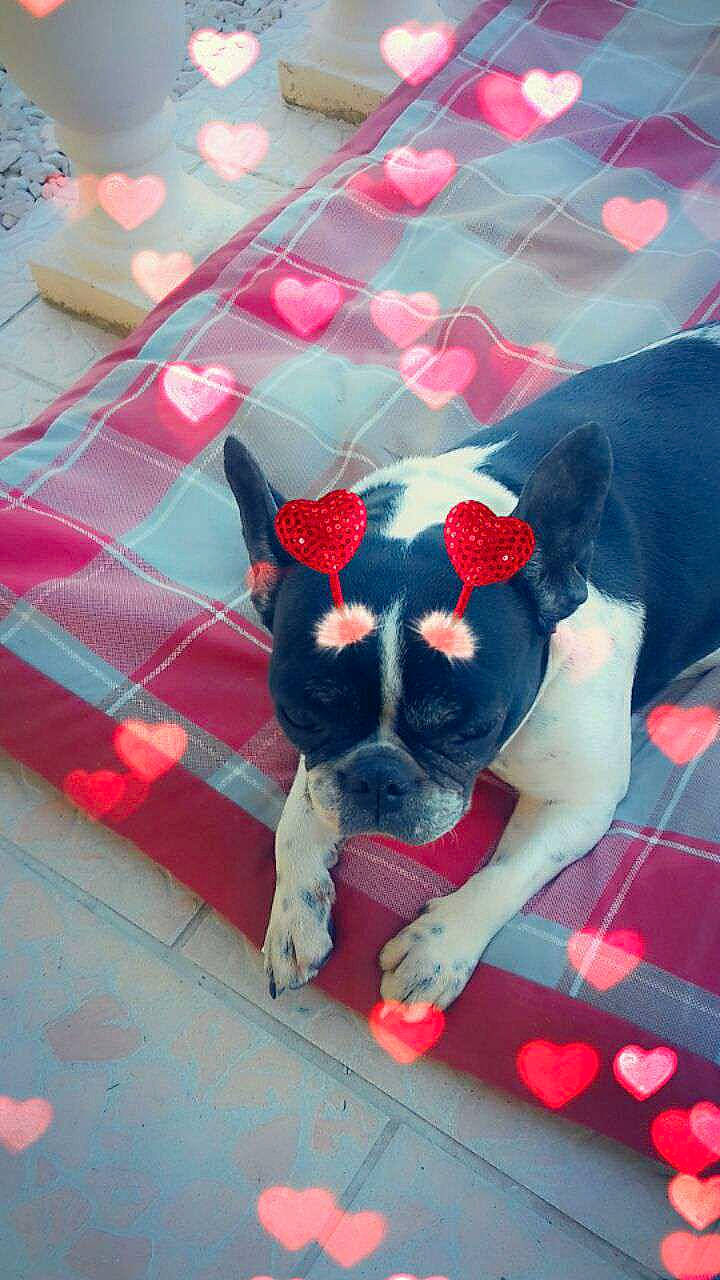 Neya Et Gipsy a rejoint le concours — aidez-le/la à gagner de superbes lots ! boston_terrier, boxer, canidae, carnivore, companion_dog, dog, dog_breed, dog_clothes, fawn, french_bulldog, mammal, non_sporting_group, puppy, red, snout, sporting_group, tail, vertebrate